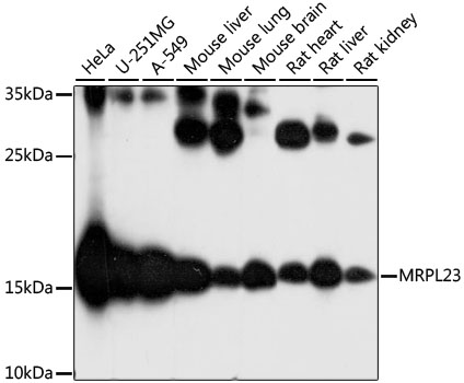a11634 mrpl23 primary antiboties wb testing 1