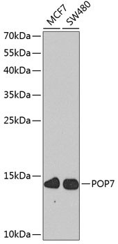 Western blot analysis of extracts of various cell lines, using POP7 antibody  at 1:1000 dilution