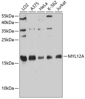 a11637 myl12a primary antiboties wb testing 1