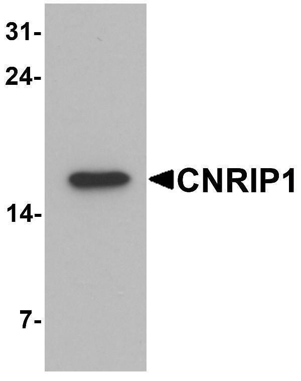 Western blot analysis of CNRIP1 in human brain tissue lysate with CNRIP1 antibody at 1 μg/mL