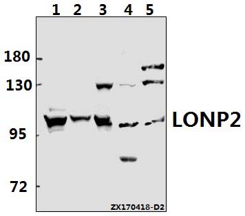 a11643 1 lonp2 primary antiboties wb testing 1