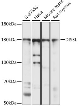 a11644 dis3l primary antiboties wb testing 1