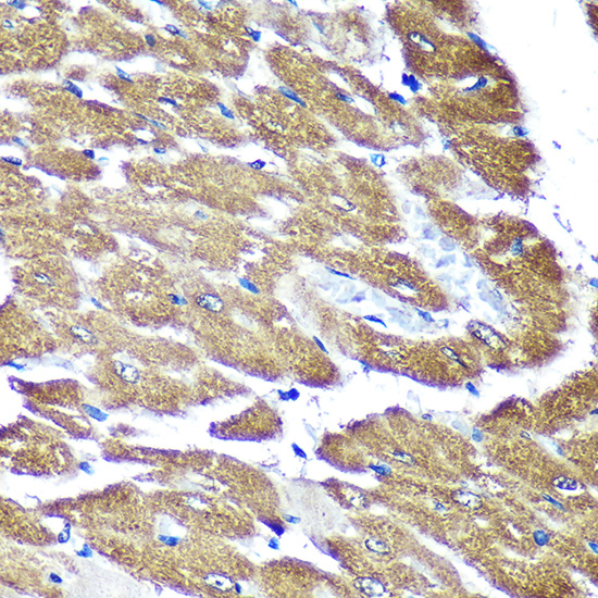a11650 ndufaf4 primary antiboties ihc testing 3