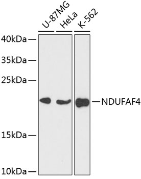 a11650 ndufaf4 primary antiboties wb testing 1
