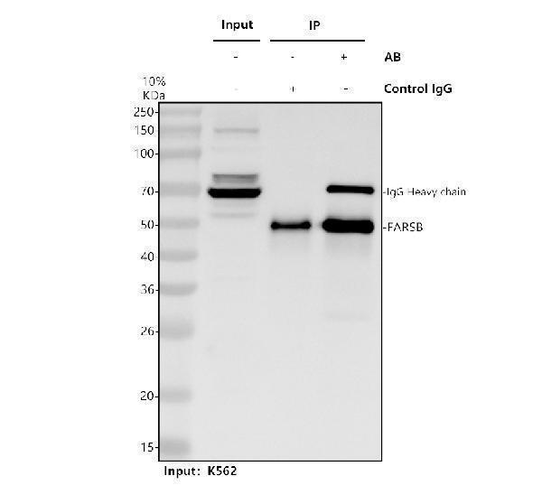 Immunoprecipitating FARSB in K562 whole cell lysate