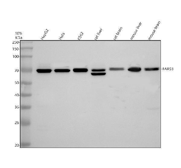Western blot analysis of FARSB using anti-FARSB antibody (A11656-2)