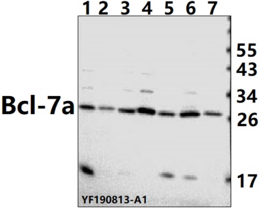 a11664 bcl7a primary antiboties wb testing 1