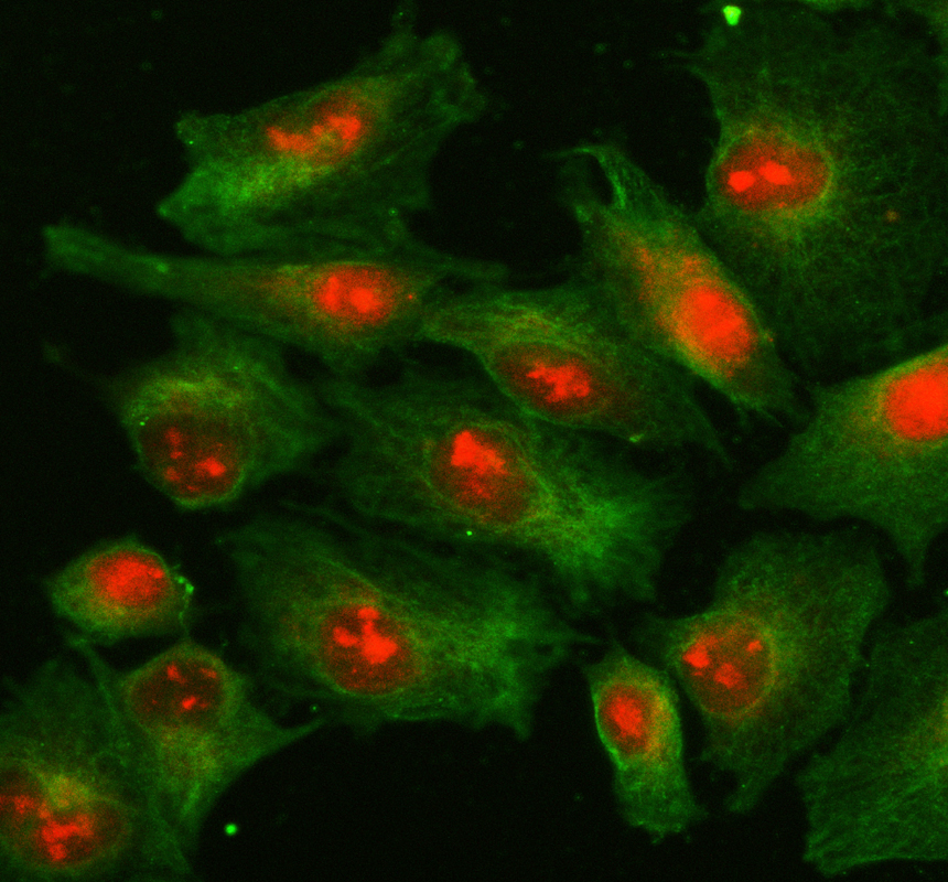 a11666 1 myef2 primary antibodies if testing 1