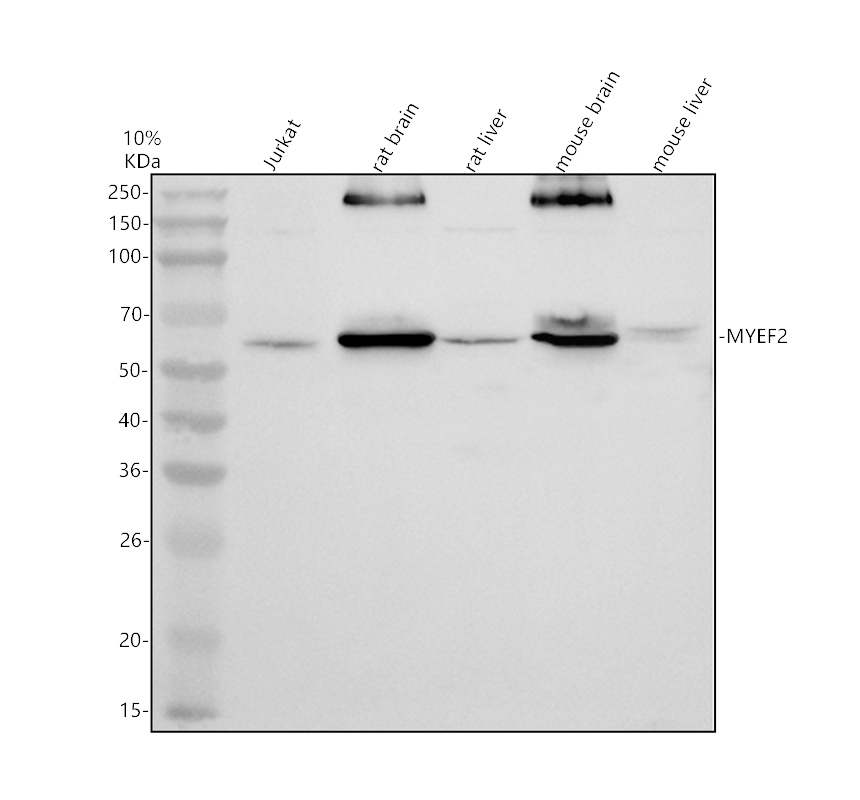 a11666 1 myef2 primary antibodies wb testing 1