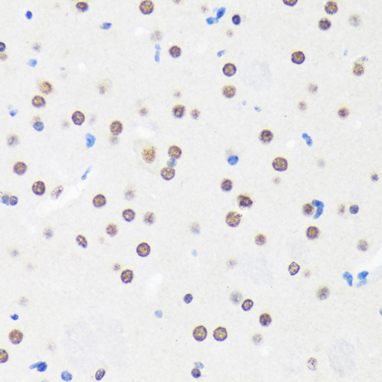 a11666 myef2 primary antiboties ihc testing 2