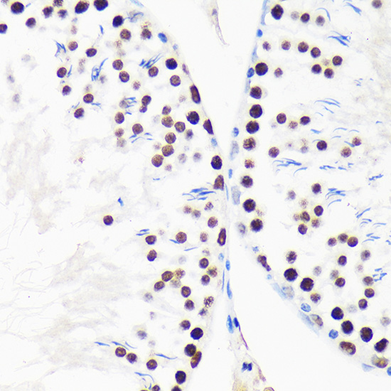 a11666 myef2 primary antiboties ihc testing 3