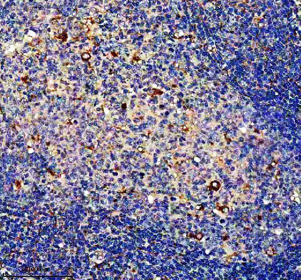 IHC analysis of ENPP4 using anti-ENPP4 antibody (A11668)