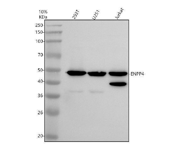 Western blot analysis of ENPP4 using anti-ENPP4 antibody (A11668)