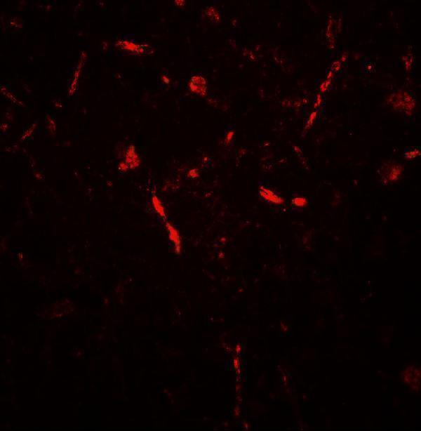 a11671 1 appbp2 primary antibodies if testing 3