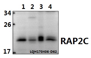 Western blot (WB) analysis of RAP2C polyclonal antibody at 1:500 dilution
Lane1:L02 whole cell lysate(40ug)
Lane2: PC3 whole cell lysate(40ug)
Lane3:CT-26 whole cell lysate(40ug)
Lane4:MEF whole cell lysate(40ug)