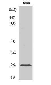 Western Blot analysis of various cells using Rap 2C Polyclonal Antibody diluted at 1:500
