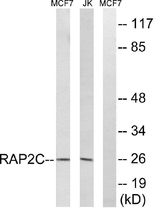 Western blot analysis of lysates from Jurkat and MCF-7 cells, using RAP2C Antibody