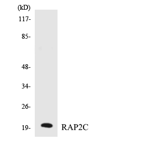 a11672 rap2c primary antibodies wb testing 4