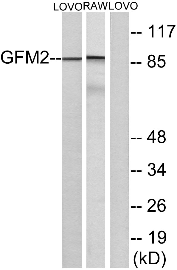 Western blot analysis of lysates from LOVO and RAW264
