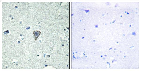 a11679 1 gpr37l1 primary antibodies ihc testing 3