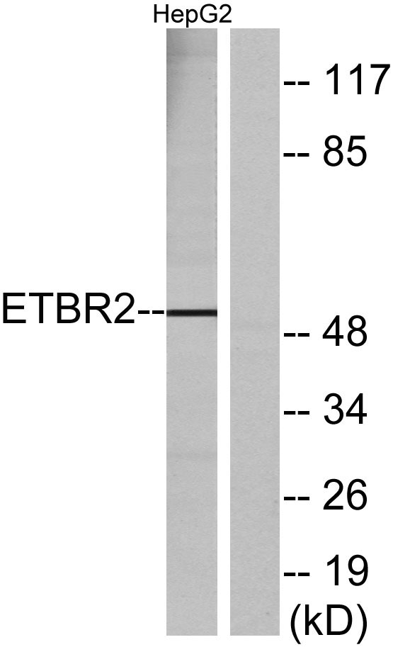 Western blot analysis of lysates from HepG2 cells, using ETBR2 Antibody