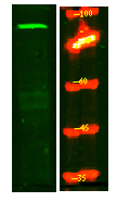 a11685 mphosph8 primary antibodies wb testing 1
