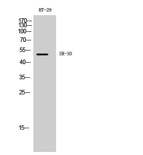 a11687 htr3d primary antibodies wb testing 1