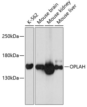a11695 oplah primary antiboties wb testing 1
