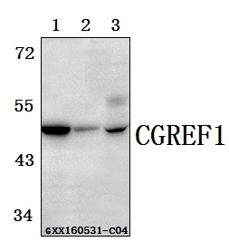 Western blot (WB) analysis of CGREF1 polyclonal antibody at 1:500 dilution
Lane1:The Brain tissue lysate of Mouse(40ug)
Lane2:The Brain  tissue lysate of Rat(40ug)
Lane3:L02 whole cell lysate(40ug)