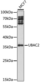 Western blot analysis of extracts of MCF7 cells, using UBAC2 antibody  at 1:1000 dilution