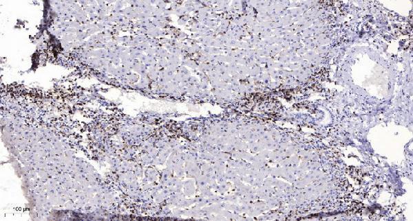 a11720 paqr7 primary antibodies ihc testing 1