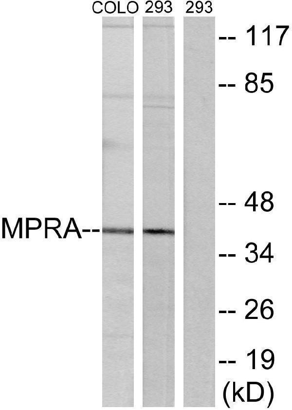 a11720 paqr7 primary antibodies wb testing 2