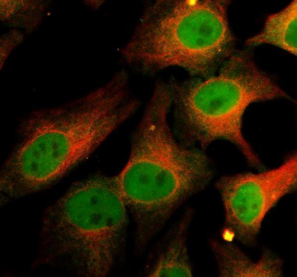 a11721 1 epc2 primary antibodies if testing 1