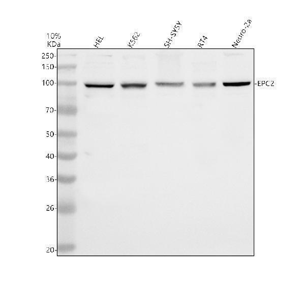 a11721 1 epc2 primary antibodies wb testing 1