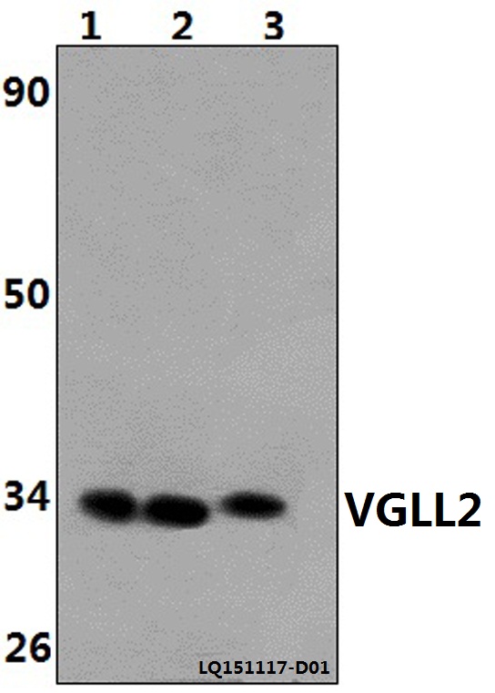 a11724 vgll2 primary antiboties wb testing 1