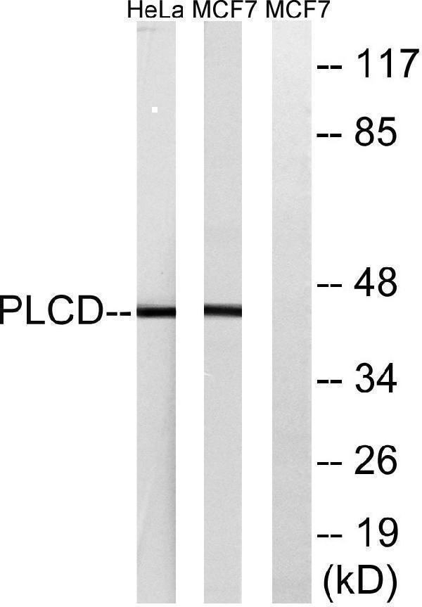 a11729 agpat4 primary antibodies wb testing 3