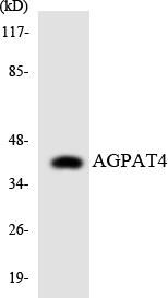 a11729 agpat4 primary antibodies wb testing 4