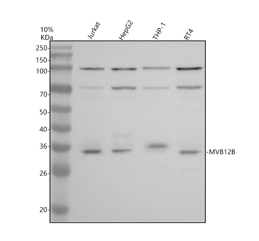 a11732 1 mvb12b primary antibodies wb testing 1