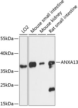 a11738 anxa13 primary antiboties wb testing 1