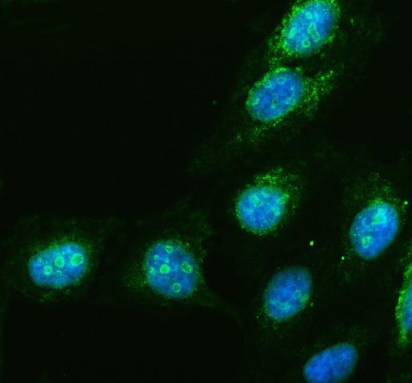 IF analysis of TRIM69 using anti-TRIM69 antibody (A11739-2)