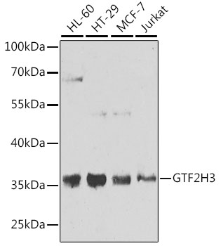 a11742 gtf2h3 primary antiboties wb testing 1