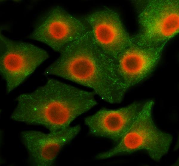a11753 1 esf1 primary antibodies if testing 1