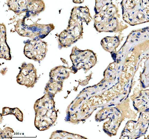 a11753 1 esf1 primary antibodies ihc testing 2