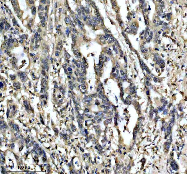 a11753 1 esf1 primary antibodies ihc testing 3