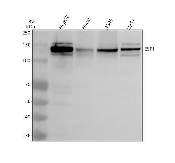 a11753 1 esf1 primary antibodies wb testing 1