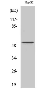 Western Blot (WB) analysis of HepG2 cells using PSMD12 Polyclonal antibody
