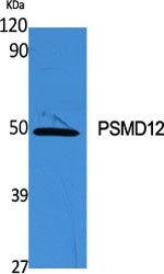 Western Blot (WB) analysis of specific cells using PSMD12 Polyclonal antibody