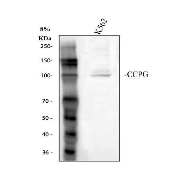 a11765 2 ccpg1 primary antibodies wb testing 1