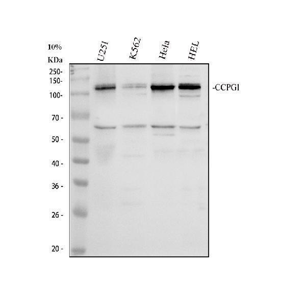 a11765 2 ccpg1 primary antibodies wb testing 1_1