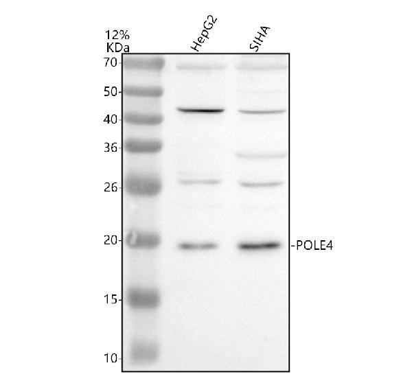 a11767 1 pole4 primary antibodies wb testing 1